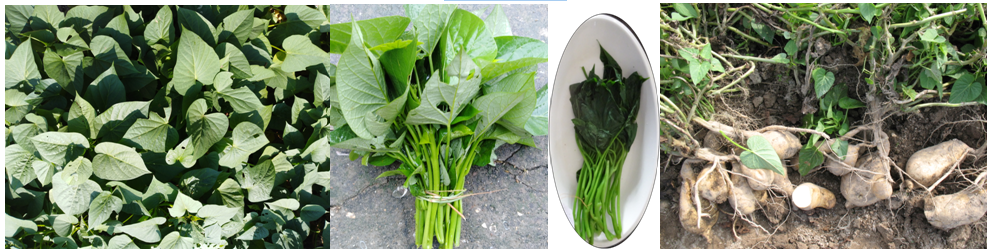 菜用甘薯良种简介